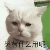 萌宠 猫星人 哭有什么用呢 嫌弃 呆萌 可爱