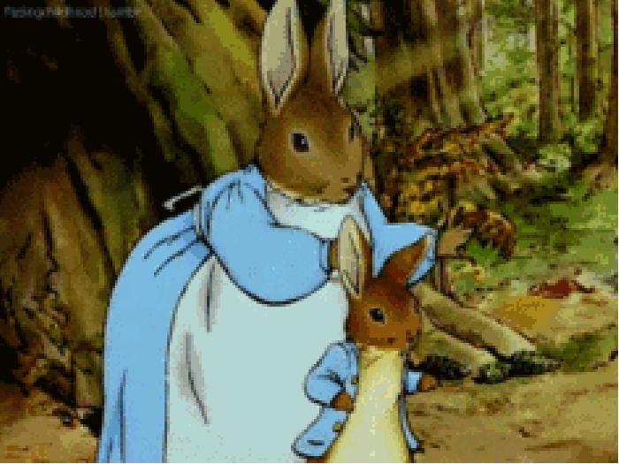 兔子 动物 可爱 森林