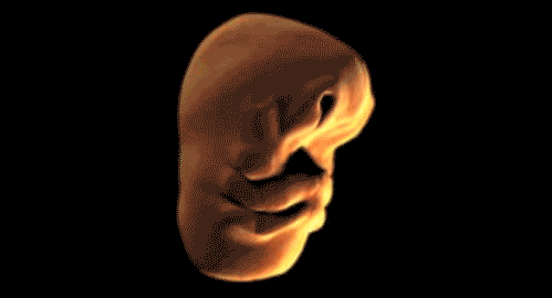 胎儿 形成 面部 五官