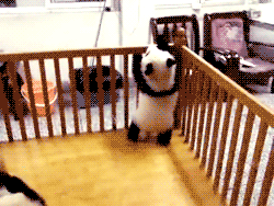 熊猫 国宝 越狱 攀爬