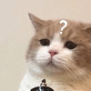 ？ 问好 疑问 猫咪