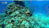 深海奇探 鱼 礁 海底 湛蓝