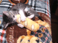 猫咪 玩具 调皮