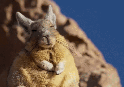 可爱 地球脉动 安静 睡觉 纪录片 萌 山兔
