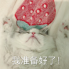 萌宠 喵星人 我准备好了 来吧 呆萌 可爱