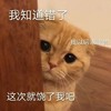 萌宠 喵星人 我知道错了 你饶了我吧 憨憨 可爱