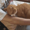萌宠 猫咪 撒娇 可爱