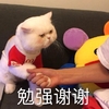 萌宠 猫星人 勉强谢谢 握手 呆萌 搞怪