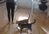 猫咪 搞笑 弹跳 尴尬  可爱
