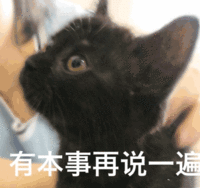 沙雕猫 猫咪 猫 可爱猫 猫表情包 猫咪表情包 小猫