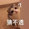 萌宠 猫星人 猜不透 看不懂 呆萌 可爱