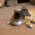 猫咪 喵星人 搞笑 可爱 淘气