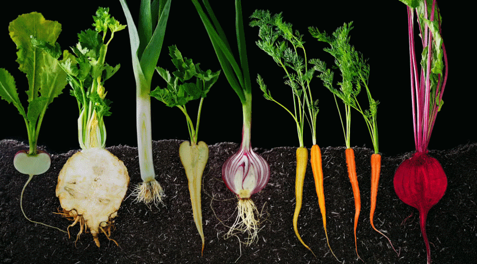 MS&Food 微风 美食 蔬菜 视觉享受 埋在土里