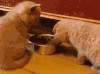 喵星人 囧 雷人 萌宠 猫 猫咪