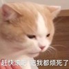 萌宠 喵星人 赶快滚吧 烦死了 憨憨 可爱
