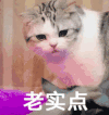 萌宠 猫星人 老实点 可爱 搞怪 呆萌