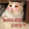 萌宠1喵星人 你的小祖宗正在生气 不理你 呆萌 可爱