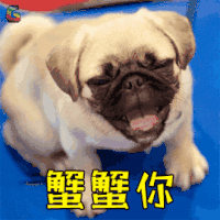 蟹蟹 狗 谢谢 蟹蟹你 搞怪 逗