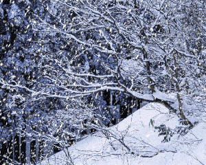 下雪gif树挂gif雪景gif漂亮gif