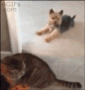 吃 搞笑 狗 猫 萌宠