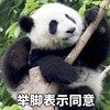 萌宠 熊猫 举脚表示同意 赞同 搞怪 呆萌