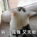 弱小 孤独 无助 猫咪 背面