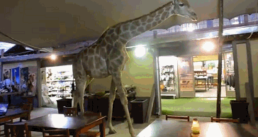 长颈鹿 餐厅 走路 悠闲 帅气 giraffe
