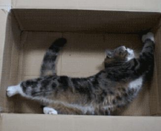 猫咪 纸箱 会玩 可爱