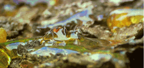 困住 昆虫 树脂 神话的森林 纪录片 蚂蚁