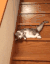 可爱  毛茸茸  猫猫 搞怪
