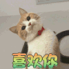 猫 喵星人 萌宠 喜欢你 撩 soogif soogif出品