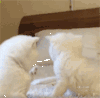 喵星人 推开 拒绝 萌