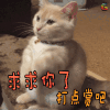 萌宠大作战 卖萌 求求你了打点赏吧 soogif soogif出品