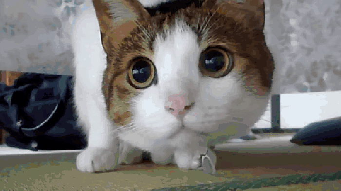萌宠 猫咪 大眼睛 观察