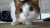 萌宠 猫咪 大眼睛 观察