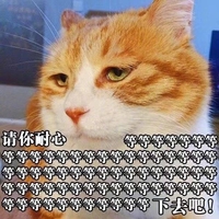 猫咪 等下去吧 可爱 严肃