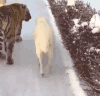 老虎 狗狗 白毛 雪地
