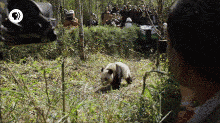 熊猫 害怕 摄像