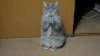 猫 猫咪 喵星人 萌宠 可爱 拜托
