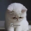 萌宠 喵星人 哎 难受 呆萌 可爱