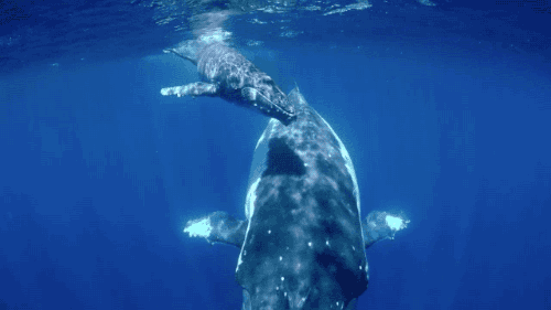 鲸鱼 美丽 可爱 萌