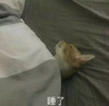 萌宠 喵星人 睡了 我睡觉了 呆萌 可爱