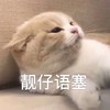 萌宠 喵星人 靓仔语塞 无话可说 可爱 憨憨