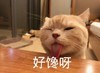 萌宠 猫星人 好馋啊 想吃 呆萌 搞怪