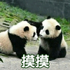 萌宠 熊猫 摸摸 爱你 搞怪 逗