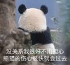 萌宠 熊猫 没关系我很好 很快就会过去 呆萌 可爱