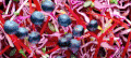 MS&FOODS 完美视觉冲击 烹饪 蓝莓 蔬菜