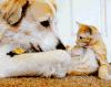 狗狗 猫咪 宠溺 玩耍
