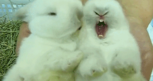 小白兔 可爱 舔一舔 张大嘴