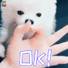 萌宠 狗 狗狗 赞 ok 好的 soogif soogif出品